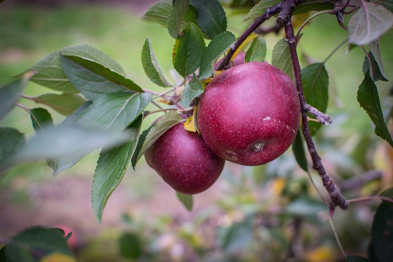 The Power of Community Gardens in Promoting Food Security